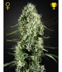 GREEN HOUSE SEEDS Super Silver Haze