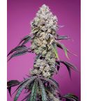 Sweet Seeds Sweet Mandarine Zkittlez F1 Fast Version
