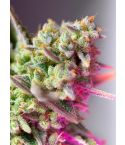 Sweet Seeds Sweet Mimosa XL Auto