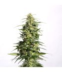 KANNABIA Swiss Dream Auto CBD