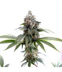 KANNABIA Swiss Dream CBD