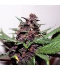 KANNABIA Swiss Dream Rose Auto CBD