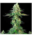 T.H. SEEDS Bubblegum