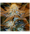 T.H. SEEDS Critical HOG