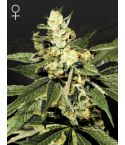 Green House Seeds Trainwreck