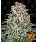 BARNEY´S FARM Tropicanna Banana