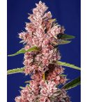 SWEET SEEDS Tropicana Poison F1 Fast version