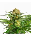KANNABIA White Domina