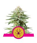 ROYAL QUEEN SEEDS White Widow