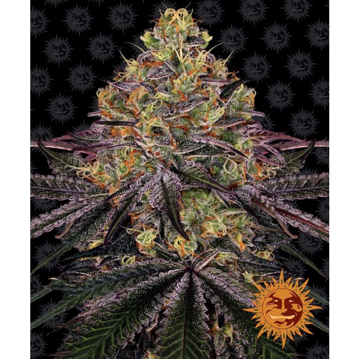 Barney´s Farm Watermelon Zkittlez
