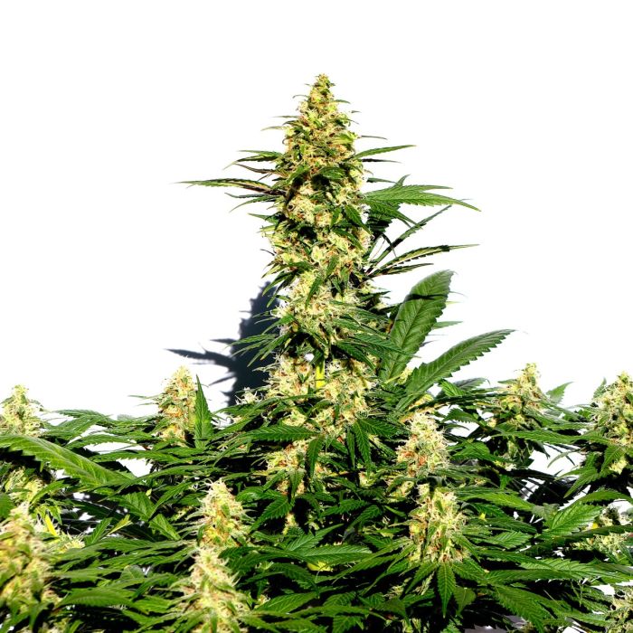 KANNABIA Amnesi-K Lemon