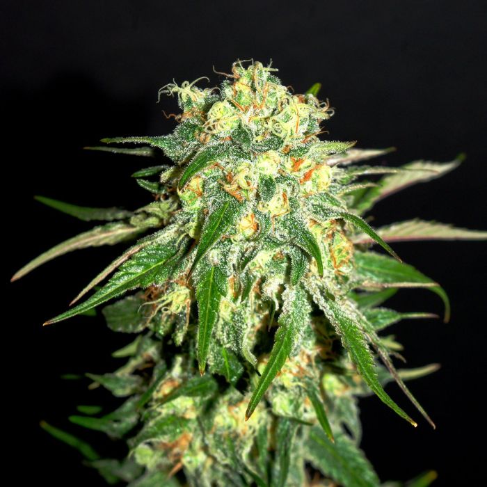 KANNABIA Amnesi-K Lemon