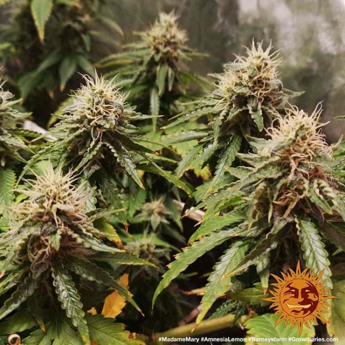 BARNEY´S FARM  Amnesia Lemon