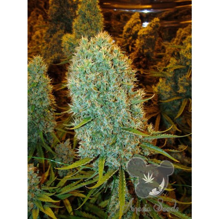 Anesia Seeds Big Bazooka