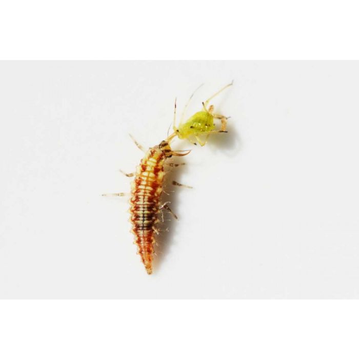CHRYSON - Florfliegenlarven geg. Blattläuse, Thripse
