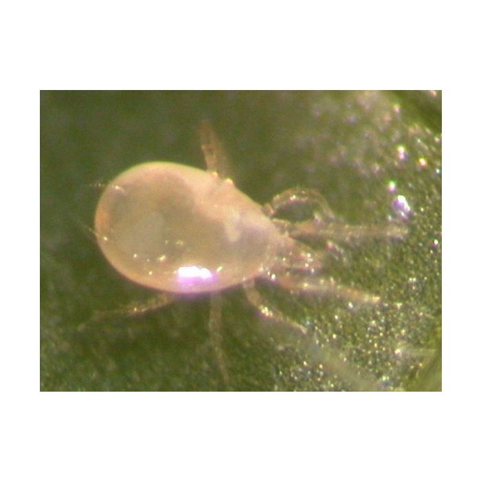 SWIRSKI MITE Raubmilbe geg. Weichhautmilbe, Thrips&Weiße Fliege
