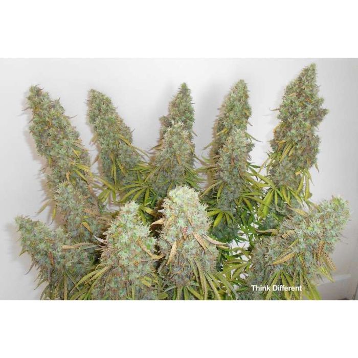 Dutch Passion Auto Think Different