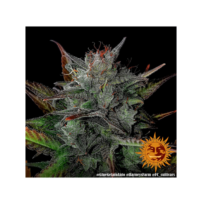 Barney's Farm Glue Gelato Auto