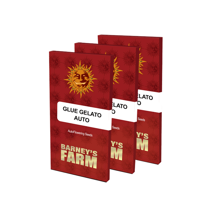 Barney's Farm Glue Gelato Auto