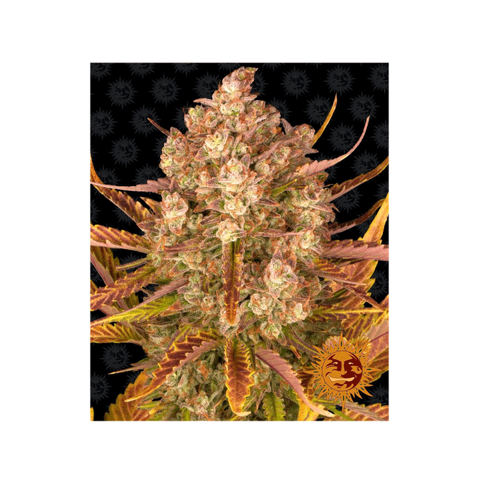 Barney's Farm Dos Si Dos Auto