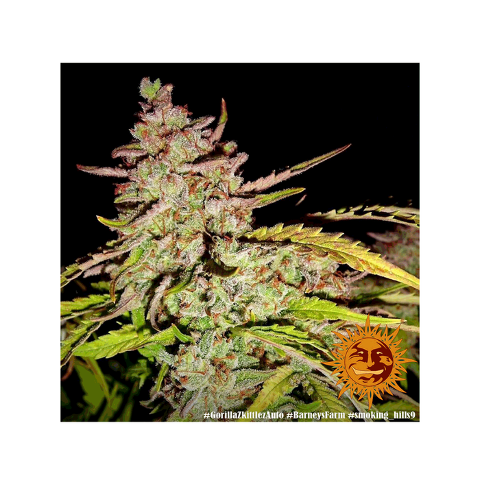 Barney's Farm Gorilla Zkittlez | Auto