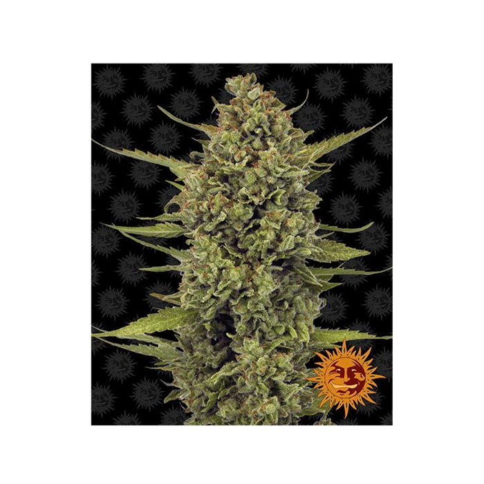 Barney's Farm Acapulco Gold