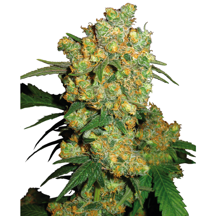 SENSI SEEDS Big Bud