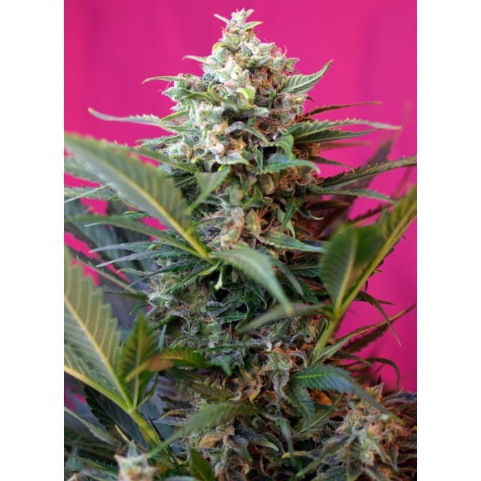 Sweet Seeds Big Devil XL Auto