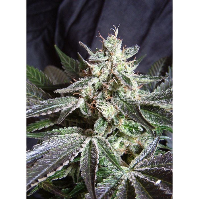 SWEET SEEDS Black Jack