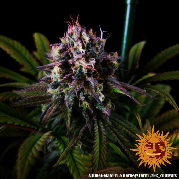 BARNEY´S FARM Blue Gelato