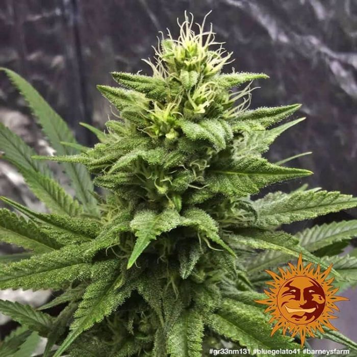 BARNEY´S FARM Blue Gelato