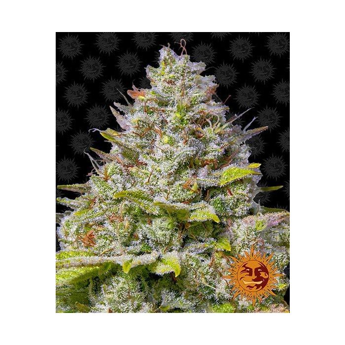 BARNEY´S FARM Blue Gelato