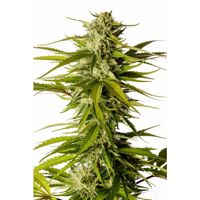 Kannabia Break - Up Cake