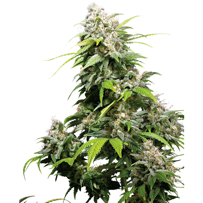 SENSI SEEDS California Indica