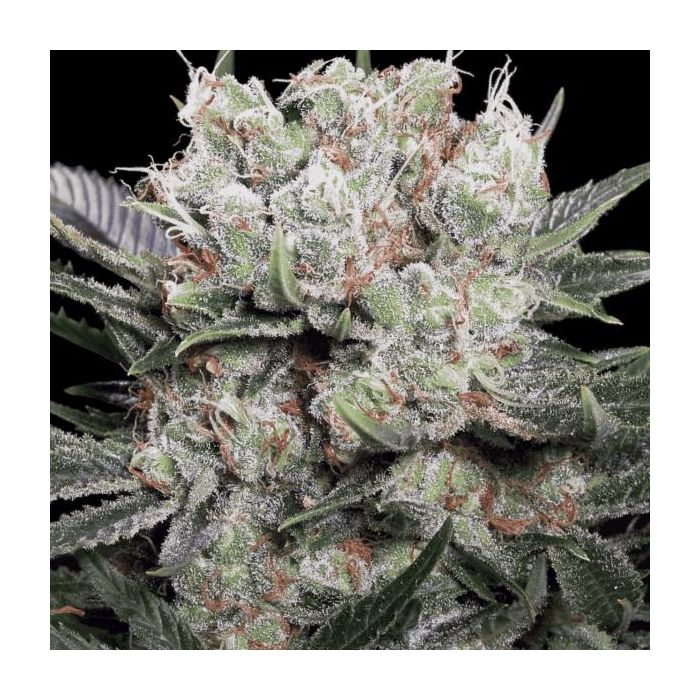 Pardise Seeds Californian Gold