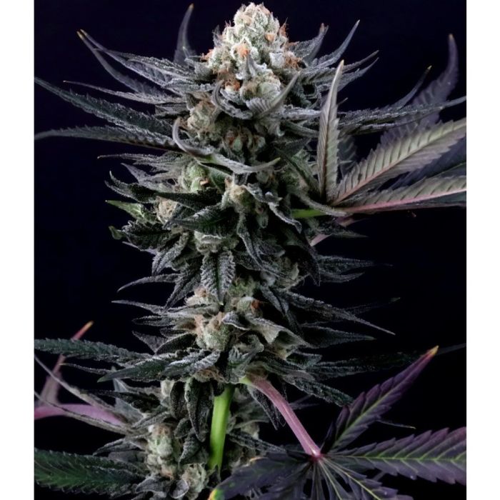 Paradise Seeds Caramba