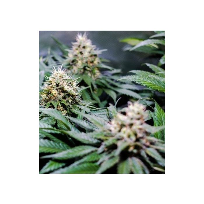 CBD CREW CBD Therapy 5er