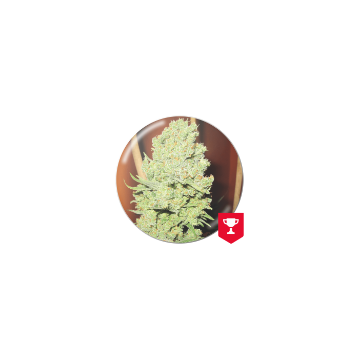 Medical Seeds Channel +