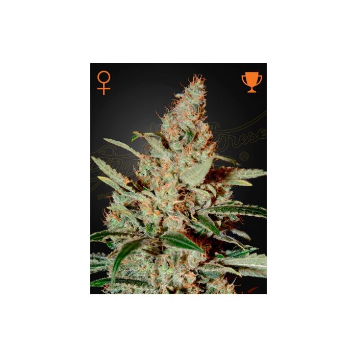 Green House Seeds Chemdog