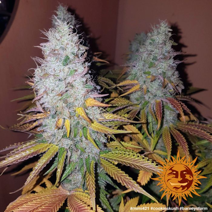 BARNEY`S FARM Cookies Kush