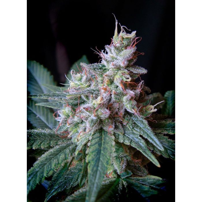 SWEET SEEDS Cream Caramel