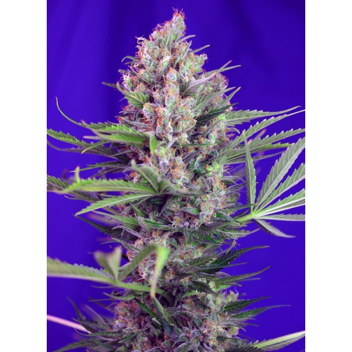 Sweet Seeds Cream Mandarine F1 Fast Version