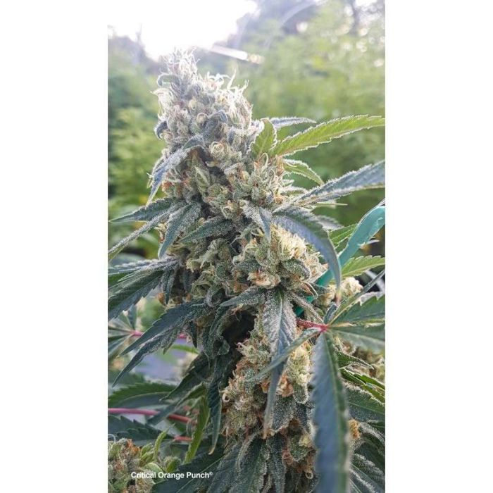 DUTCH PASSION Critical Orange Punch