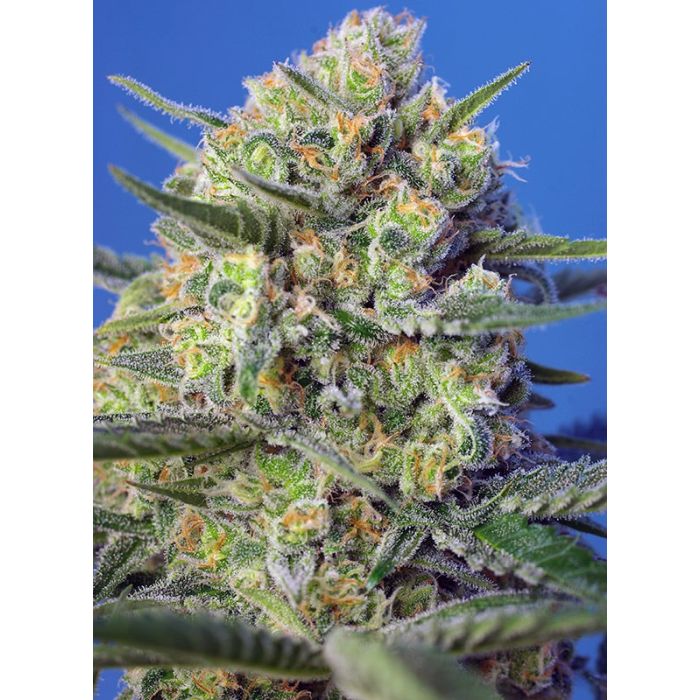 SWEET SEEDS Crystal Candy F1
