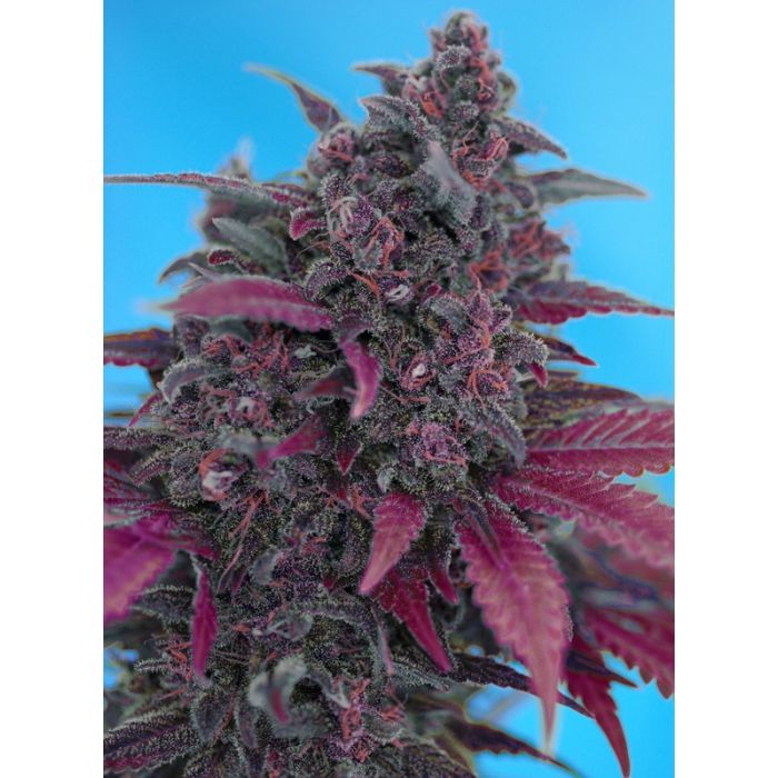 SWEET SEEDS Dark Devil Auto