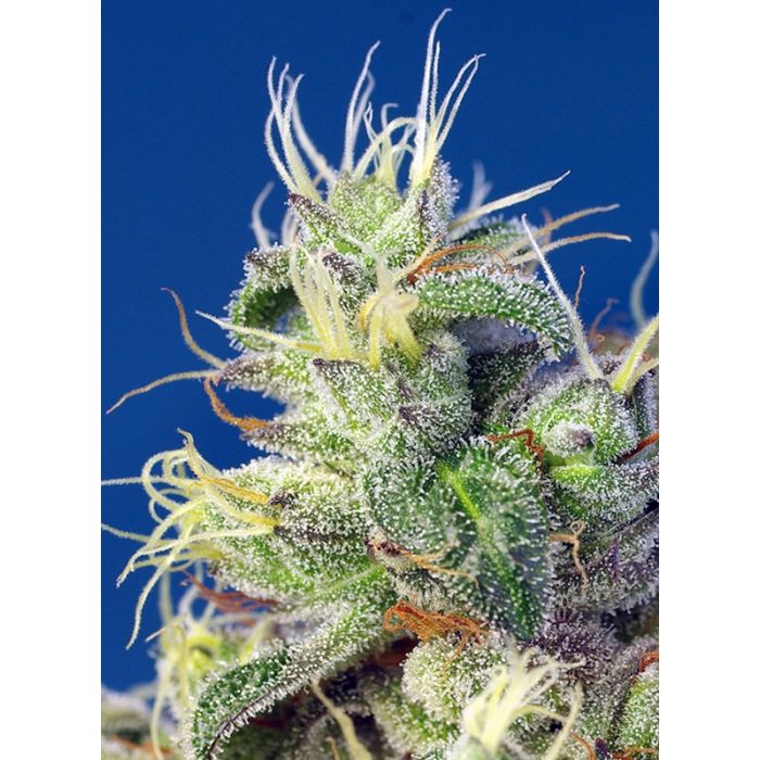 SWEET SEEDS Do-Sweet-Dos