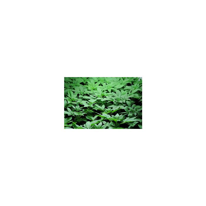 Stecklinge Eazy Block 5 - 10cm