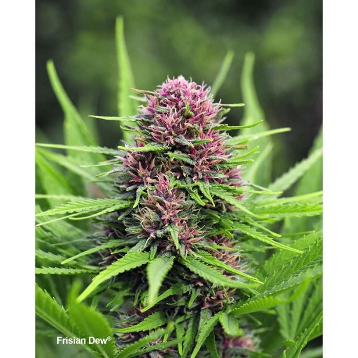 Dutch Passion Frisian Dew