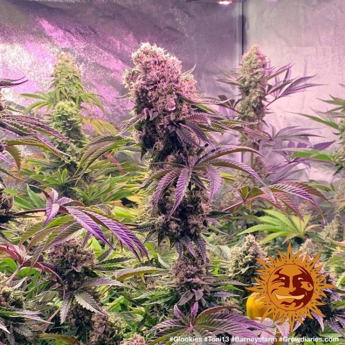 BARNEY´S FARM Glookies