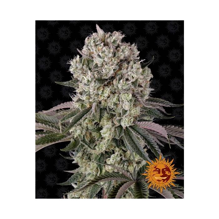 BARNEY´S FARM Glookies